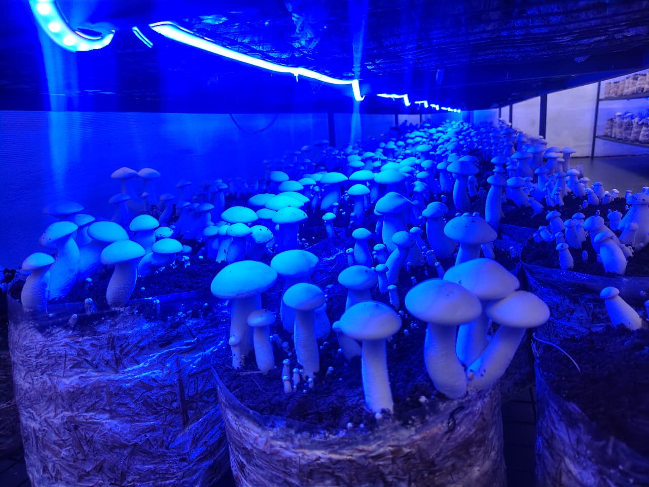 Go Browns And Greens