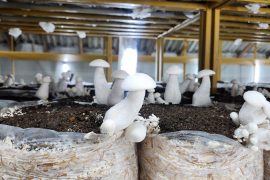 WhatsApp Image 2025-11-04 at 6.04.28 PM (1)