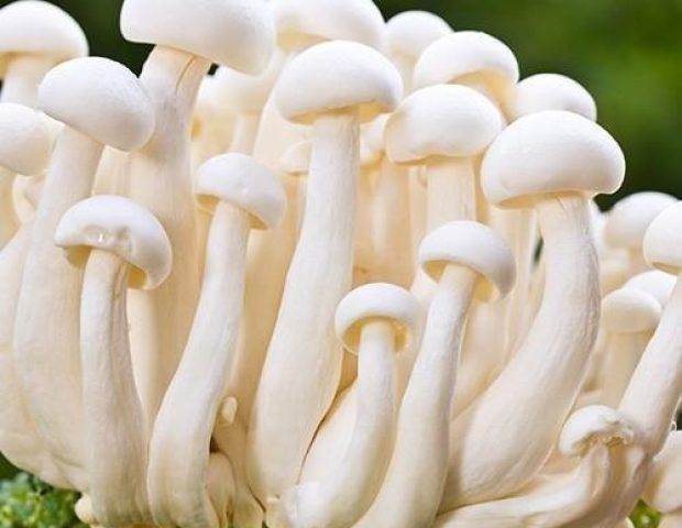 white-mushrooms